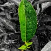 Avatar 1