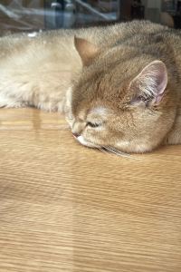 Zhongshutiao🍟 深圳羅湖木棉花飯店優惠