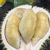 貓山王