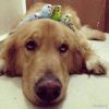 user-icon