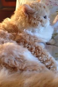 11Eyg 斐濟海灘希爾頓度假酒店優惠