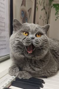 리뷰어