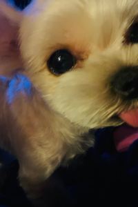 Xiaokexiner 三亞海棠灣亞特海岸國際度假別墅優惠