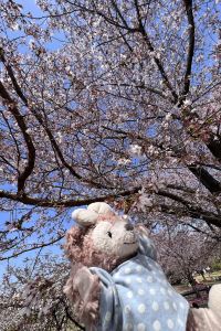 202526**** 新宿ワシントンホテル 新館 クーポン