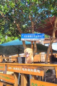 訪客用戶 香港麗思卡爾頓飯店優惠
