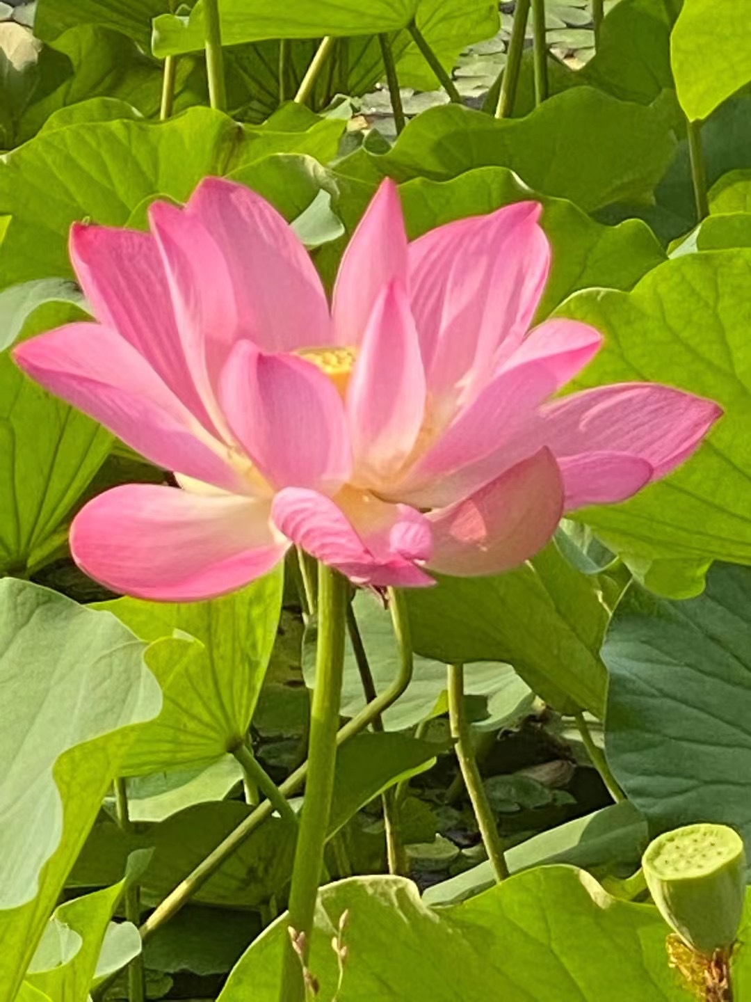 小小绿带爆米花