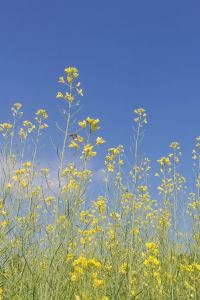 KeepUpMoving 卡拉維拉西貢酒店優惠