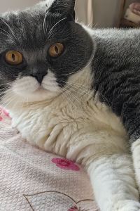 pnnycat 澳門巴黎人優惠