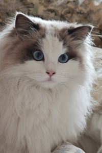 Wanjiejie0420 杜拜大都會酒店優惠