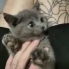 Avatar 2