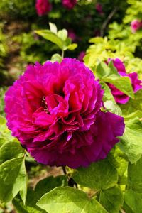 Xuehua 澳門富豪飯店優惠