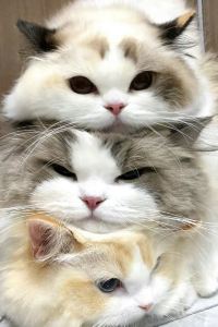 Shixiaoyumio 吉隆坡美利亞酒店優惠