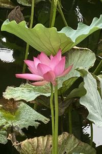 Congxinwugou 御殿場II號館超級飯店優惠