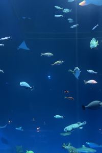 Siyuv 軽井沢 つるや旅館 クーポン