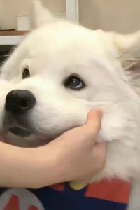 Baozaokuguazhu 瓜隆島皇家金沙酒店優惠