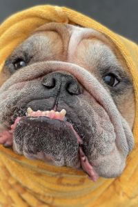 Xiaogoujie 拉斯維加斯百樂宮酒店優惠