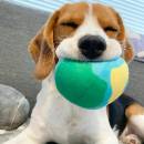 Geiwochiyikounideshiwu