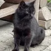 Avatar 1