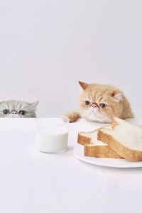 Jianghurenchengshenyouxia 廈門天鵝大酒店優惠