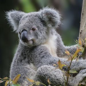 Australia