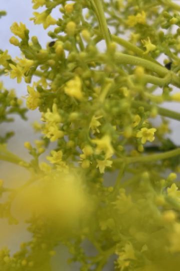 MOMOSAN ハタゴイン福島広野 クーポン