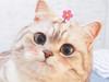 wonderjoy