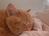 Simbaba