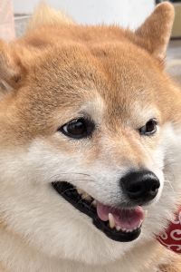 ccky 澳門十六浦索菲特大酒店優惠