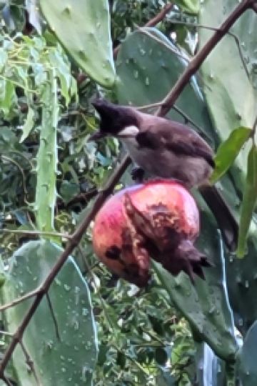 ゲスト めんそーれ クーポン