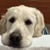 Weellie