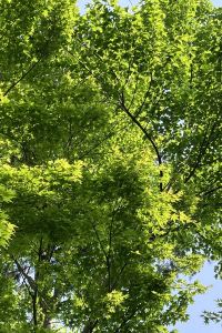 しずかなtabi愛好家 山鹿温泉　富士ホテル クーポン