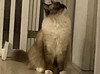 HELLO_MEOW