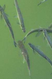 jjr chris 飛行俱樂部優惠