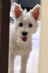 訪客用戶 上野雷索爾飯店優惠