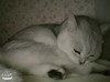 francis_suen