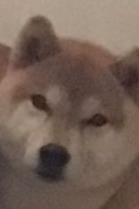 かむかむ|旅好き学生 リバーサイドホテル熊本 クーポン