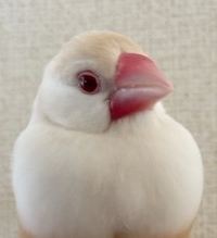 小豆婆 花ごころの湯 新富亭 クーポン