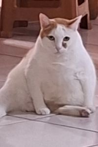 chenly 太空Q膠囊飯店優惠