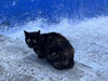 Meowooar