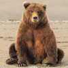 BROWN_BEAR