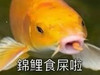 Simbapeanut