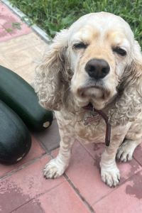 AnShell 清萊沃克登飯店優惠