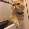CookieFung
