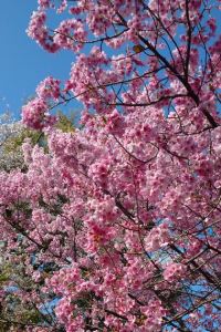 S-T-Y ザ グラン リゾート プリンセス有馬 クーポン