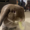 dilbertsg