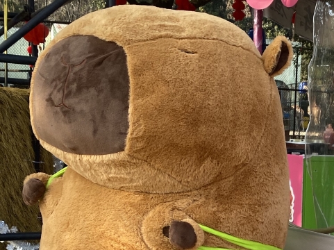 卡皮巴拉出去玩