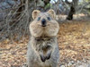 HappiestQuokka