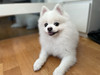 Chungggg