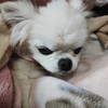 せろー