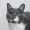 Meowsvacation